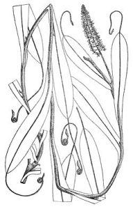 《荷屬東印度群島的豬籠草科植物》中的插圖，示柔毛豬籠草的模式標本