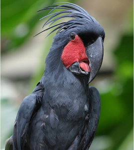 棕櫚巴丹鸚鵡 棕櫚巴丹鸚鵡