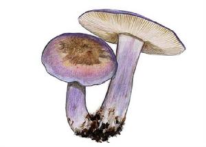 紫皮麗蘑 紫皮麗蘑