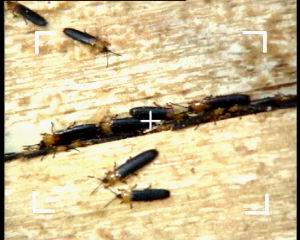 （圖）椰心葉甲