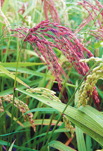 長粒型優質彩稻 長粒型優質彩稻