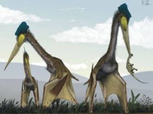 超巨型翼龍 超巨型翼龍