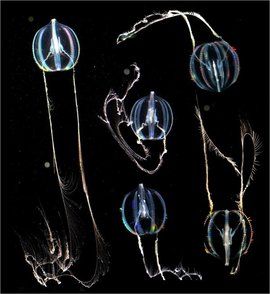球櫛水母