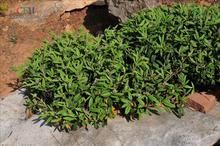 柳葉栒子 柳葉栒子