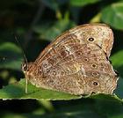 黃斑蔭眼蝶 Neope pulaha (Moore)