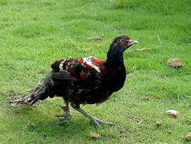 黒頸長尾雉 黒頸長尾雉