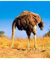 100女aaaa鴨蛋男 100女aaaa鴨蛋男