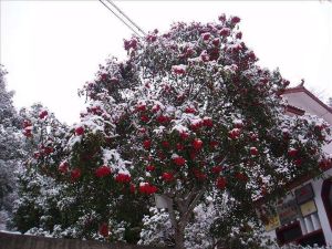 福建野鴉椿 福建野鴉椿