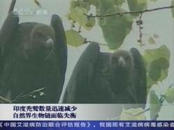 印度禿鷲 印度禿鷲