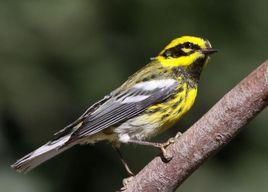 黃眉林鶯 黃眉林鶯