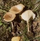 灰褶杯傘 灰褶杯傘