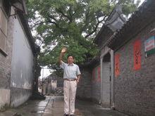 千年老槐 見證滄桑