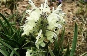 類蕨亞群 類蕨亞群