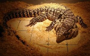 阿根廷黑白南美蜥