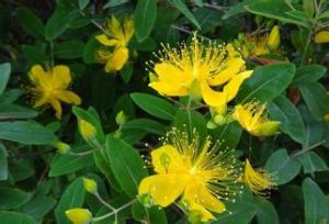 橢圓葉金絲 橢圓葉金絲