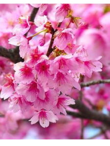 愛是春天盛開的花 愛是春天盛開的花