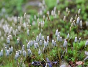 疣金髮蘚 疣金髮蘚