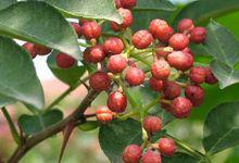 漢源特產----櫻桃、花椒