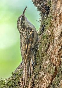 高山旋木雀 高山旋木雀