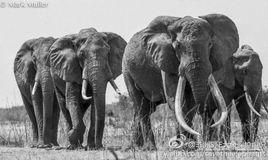 大象效應 大象效應