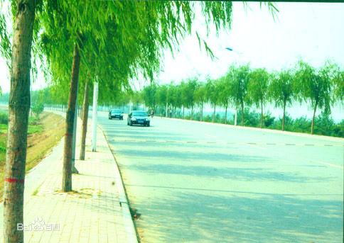 綠樹成蔭的濱河大道