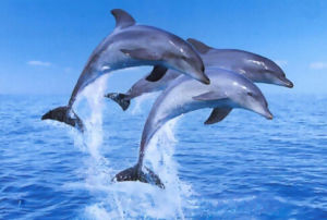 灰白海豚 灰白海豚