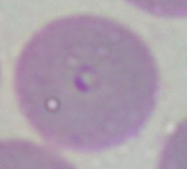 犬艾利西體 犬艾利西體