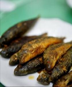 巴馬油魚 巴馬油魚