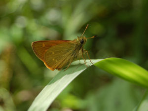 黃赭弄蝶