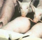 豬佝僂病 豬佝僂病