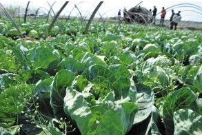 大片的捲心菜等待採摘