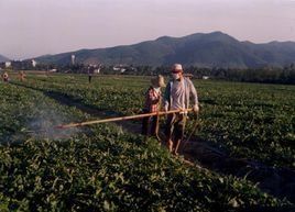 南新農場 南新農場