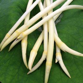 洪湖藕帶 洪湖藕帶