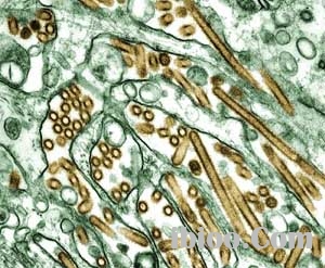 （圖）口蹄疫病毒的核殼結構