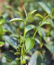 青心柑仔 青心柑仔