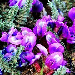 輪葉棘豆 輪葉棘豆