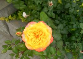 極樂[薔薇屬月季栽培品種]