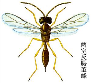 兩室反顎繭蜂 兩室反顎繭蜂