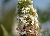 白花醉魚草 白花醉魚草