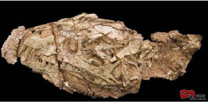 顯齒邪靈龍的化石