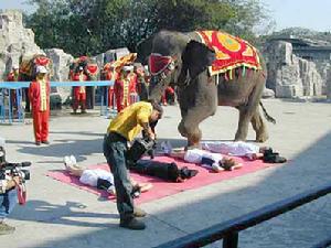 廣州香江野生動物世界