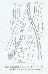 蜂蜜色蠟質菌 蜂蜜色蠟質菌