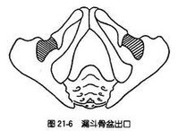 女性骨盆