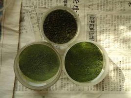 鹽生杜氏藻 鹽生杜氏藻