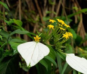 橢圓玉葉金花 橢圓玉葉金花