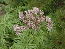 鳳尾金星 鳳尾金星