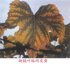 葡萄缺鎂症 葡萄缺鎂症