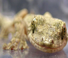 （圖）無蹼壁虎