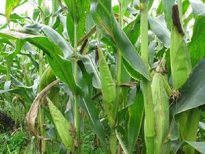 石街腳上寨自然村