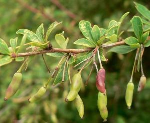 腰果小檗 腰果小檗